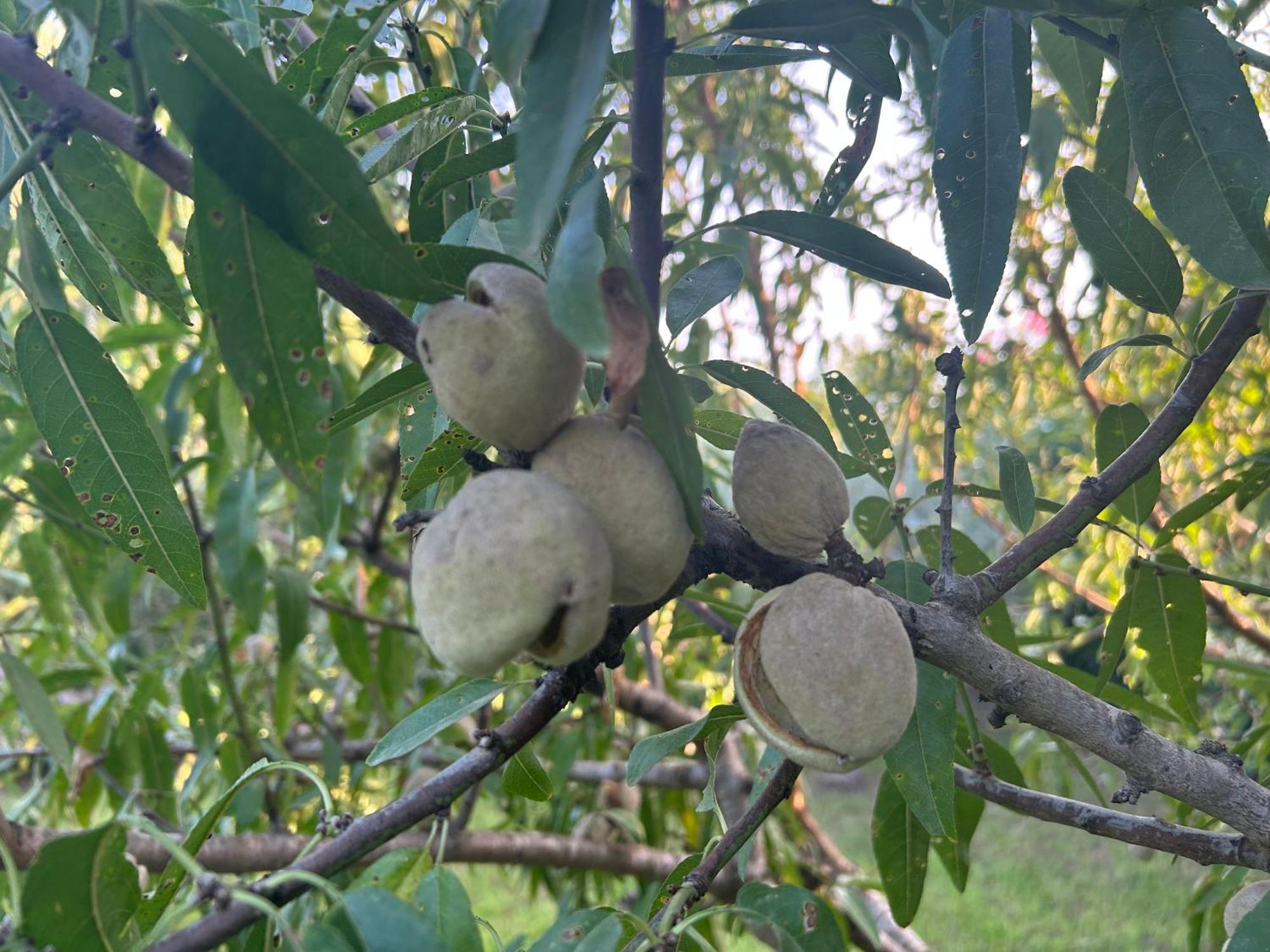 Baglio Il Gelso E L'Ulivo Appartamento Il Fico Noto Ngoại thất bức ảnh